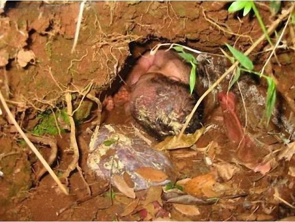 7 невероятных историй выживания младенцев