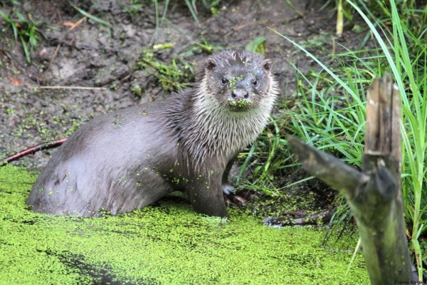 Редкая на Полесье выдра подплыла поближе к фотографу и…