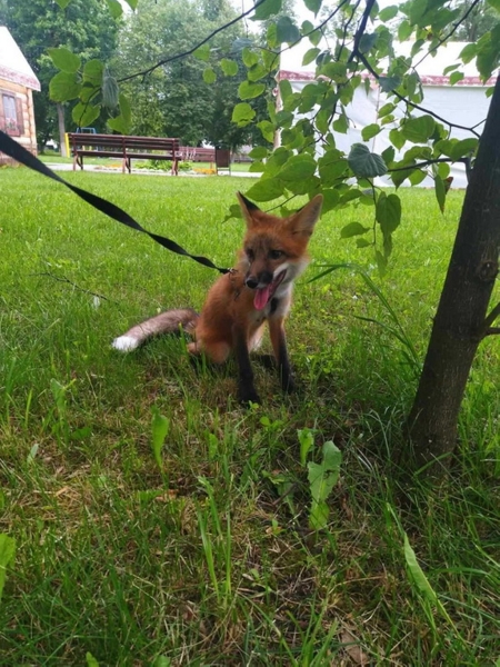 Белоруска завела дома настоящую лису