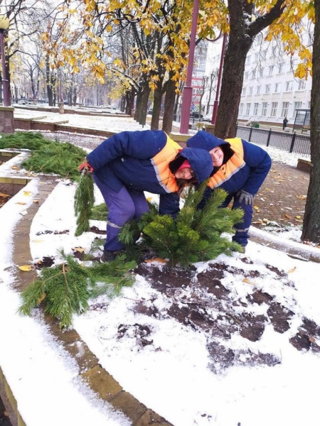 Брестские улицы украшают еловыми и сосновыми ветвями