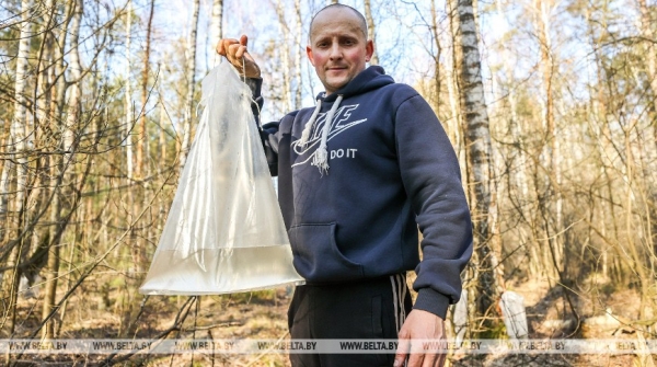 Лесхозы Брестской области стали лидерами в стране по заготовке березового сока