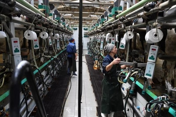 Эксперимент по-белорусски: в одном из колхозов коровам подливают колу Эксперимент по-белорусски: в одном из колхозов коровам подливают колу