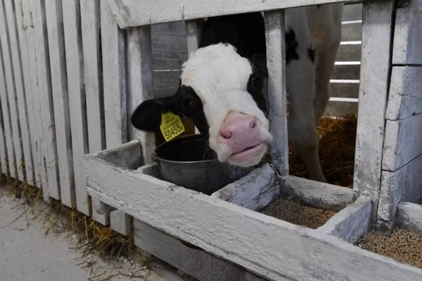 Эксперимент по-белорусски: в одном из колхозов коровам подливают колу Эксперимент по-белорусски: в одном из колхозов коровам подливают колу