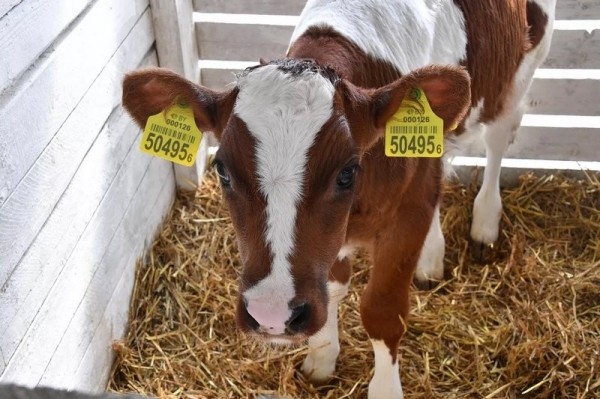 Эксперимент по-белорусски: в одном из колхозов коровам подливают колу Эксперимент по-белорусски: в одном из колхозов коровам подливают колу