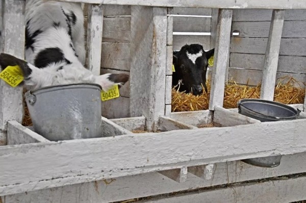 Эксперимент по-белорусски: в одном из колхозов коровам подливают колу Эксперимент по-белорусски: в одном из колхозов коровам подливают колу