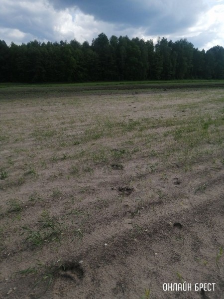 Читатель: Следы медведя? Фото сделаны в Жабинковском районе
Читатель: Следы медведя? Фото сделаны в Жабинковском районе