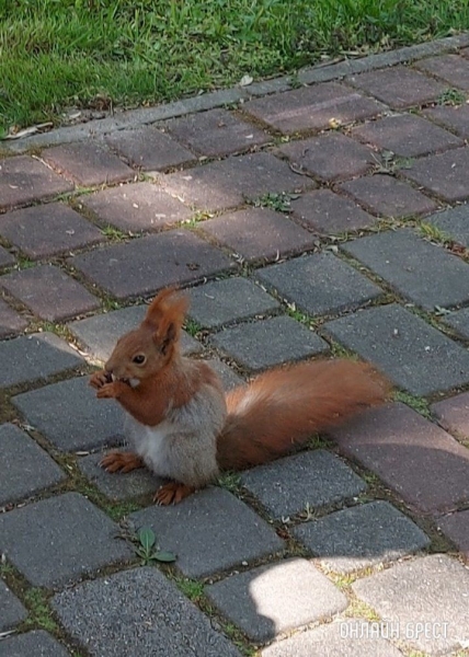 Читательница: Сегодня я встретила милого и доброго человека, из рук которого кушала белочка
Читательница: Сегодня я встретила милого и доброго человека, из рук которого кушала белочка