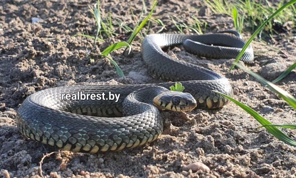 В Бресте на набережной выполз погреться на солнце уж
В Бресте на набережной выполз погреться на солнце уж