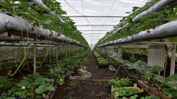 «Если все продам, заработаю чистыми 6 тысяч рублей». Как прораб бросил все и занялся рассадой