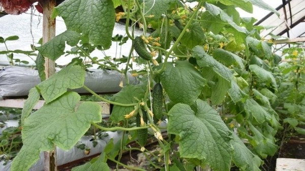 «Если все продам, заработаю чистыми 6 тысяч рублей». Как прораб бросил все и занялся рассадой