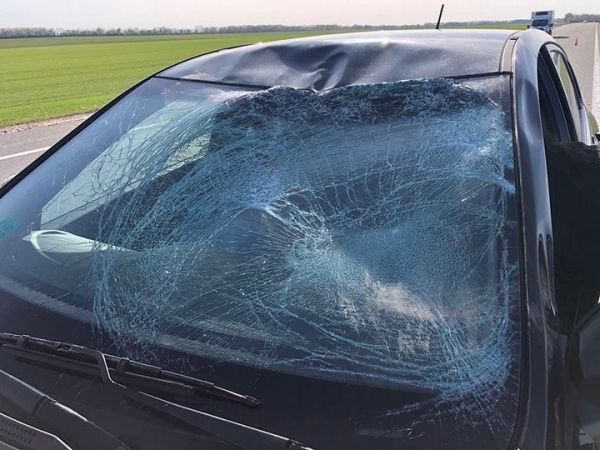 Названы трассы в Беларуси, где чаще всего случаются наезды на диких животных