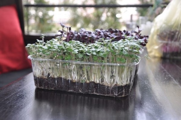 «Петрушка – это прошлый век». Житель Брестской области выращивает микрозелень и строит на этом выгодный бизнес «Петрушка – это прошлый век». Житель Брестской области выращивает микрозелень и строит на этом выгодный бизнес