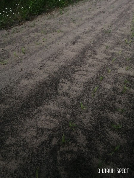 Читатель: Следы медведя? Фото сделаны в Жабинковском районе
Читатель: Следы медведя? Фото сделаны в Жабинковском районе