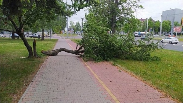 Досталось и машине. Последствия непогоды в Бресте