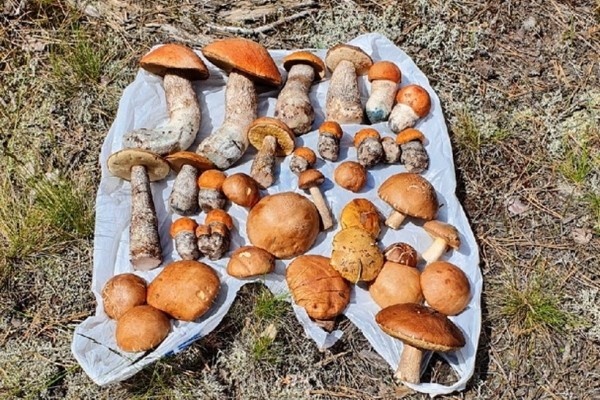 Грибы лезут по головам — это вообще легально? Ученый объясняет, что происходит Грибы лезут по головам — это вообще легально? Ученый объясняет, что происходит