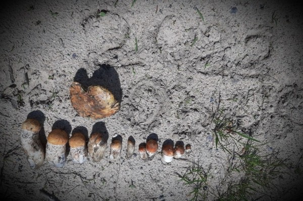 Грибы лезут по головам — это вообще легально? Ученый объясняет, что происходит Грибы лезут по головам — это вообще легально? Ученый объясняет, что происходит