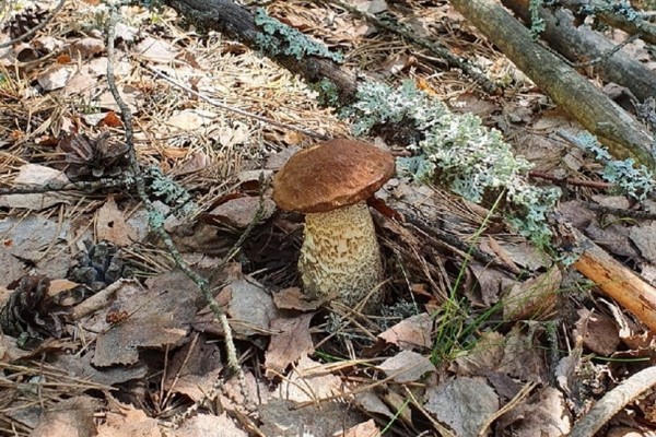 Грибы лезут по головам — это вообще легально? Ученый объясняет, что происходит Грибы лезут по головам — это вообще легально? Ученый объясняет, что происходит