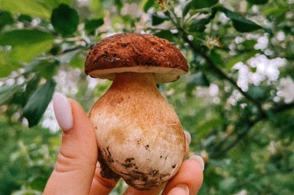 Грибы лезут по головам — это вообще легально? Ученый объясняет, что происходит Грибы лезут по головам — это вообще легально? Ученый объясняет, что происходит