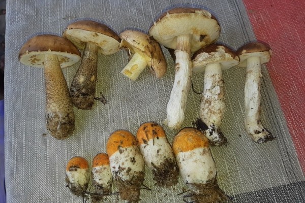 Грибы лезут по головам — это вообще легально? Ученый объясняет, что происходит Грибы лезут по головам — это вообще легально? Ученый объясняет, что происходит