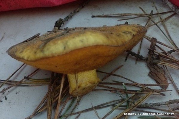 Грибы лезут по головам — это вообще легально? Ученый объясняет, что происходит Грибы лезут по головам — это вообще легально? Ученый объясняет, что происходит