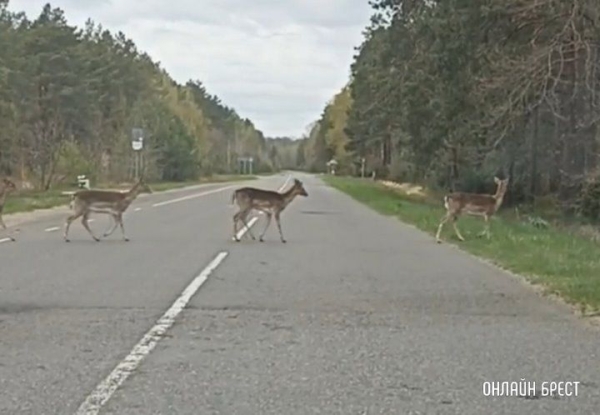 Читатель: А это видео снято на автодороге Малые Радваничи-Брест
Читатель: А это видео снято на автодороге Малые Радваничи-Брест