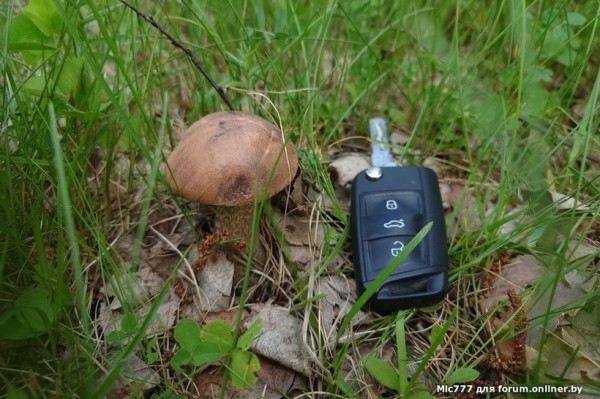 Грибы лезут по головам — это вообще легально? Ученый объясняет, что происходит Грибы лезут по головам — это вообще легально? Ученый объясняет, что происходит