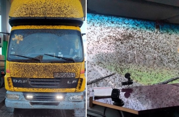 «Такого не видели нигде и никогда». Атака насекомых на трассе М6