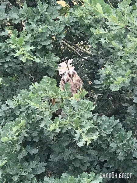 
                Читатель: Милота! В Бресте на Востоке поселились совы :)
            