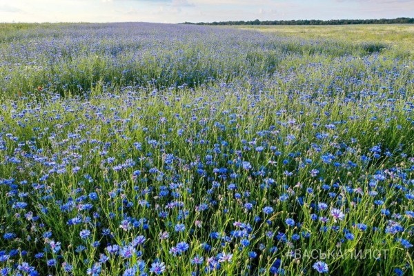 Читатель: Красивое поле Васильков под Брестом
Читатель: Красивое поле Васильков под Брестом