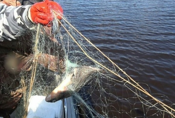 Незаконный лов стерляди обойдется двум жителям Белоозерска в 3,3 тыс. рублей