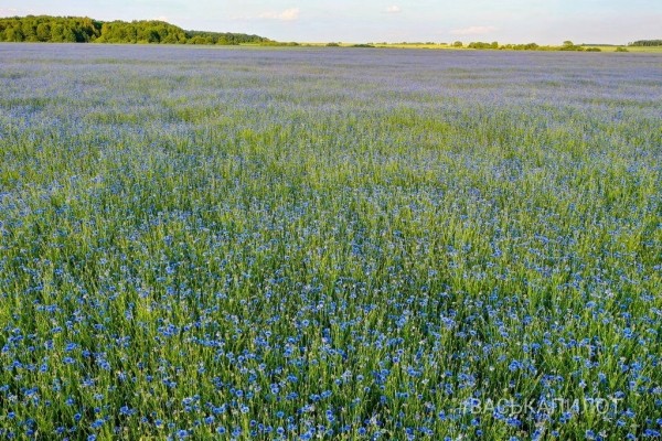 Читатель: Красивое поле Васильков под Брестом
Читатель: Красивое поле Васильков под Брестом