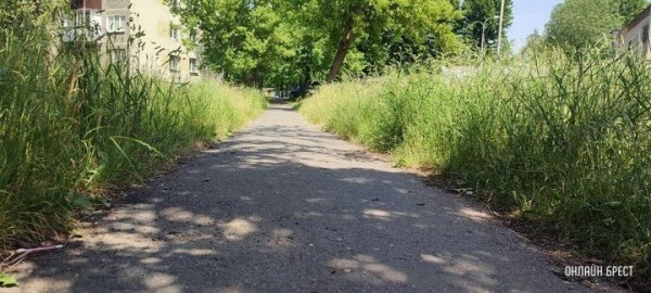 Читатель: Брест, ул. Я.Купалы. Вон какая трава вымахала
Читатель: Брест, ул. Я.Купалы. Вон какая трава вымахала