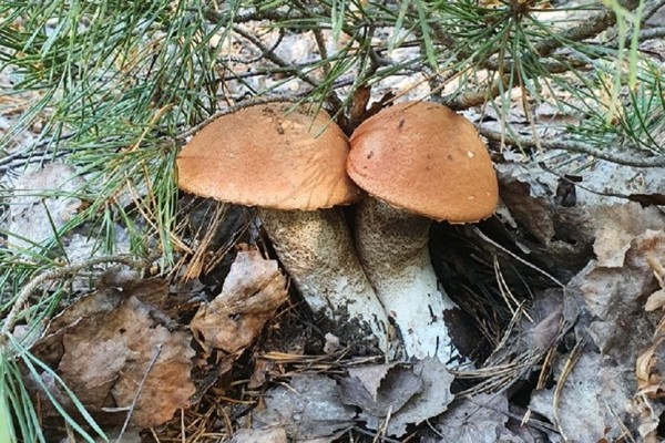 Грибы лезут по головам — это вообще легально? Ученый объясняет, что происходит Грибы лезут по головам — это вообще легально? Ученый объясняет, что происходит