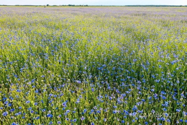 Читатель: Красивое поле Васильков под Брестом
Читатель: Красивое поле Васильков под Брестом