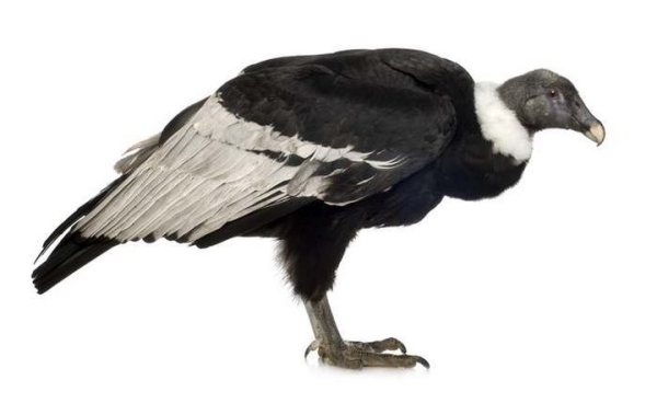 Какая максимальная высота полета птицы?