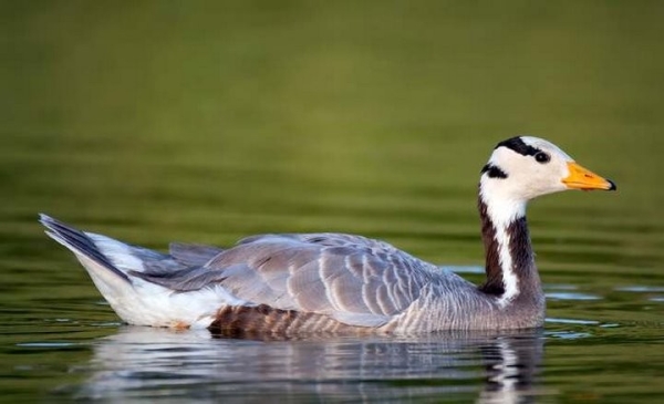 Какая максимальная высота полета птицы?