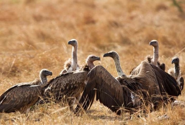 Какая максимальная высота полета птицы?