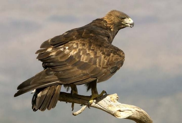 Какая максимальная высота полета птицы?