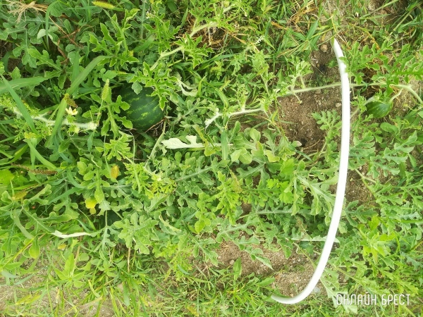 Читатель: Головоломка для внимательных. Сколько арбузов на фото?
Читатель: Головоломка для внимательных. Сколько арбузов на фото?