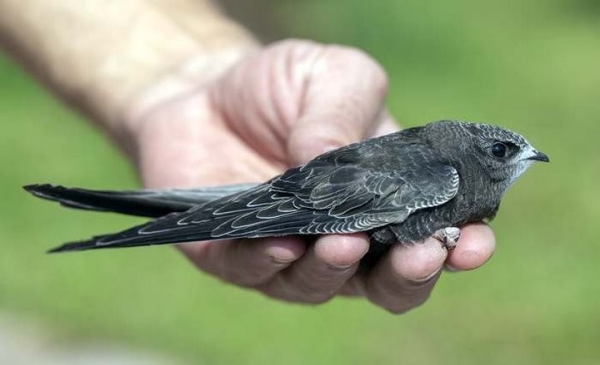 Какая максимальная высота полета птицы?