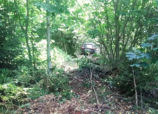 В Беларуси «Опель» сбил насмерть лося – пострадали водитель и пассажирка