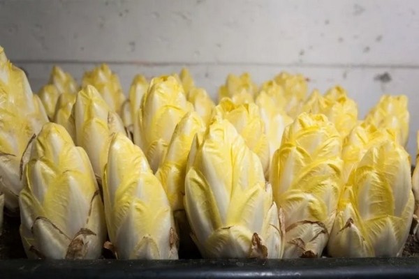 Через «Козловичи» везли 20 тонн зелени по недействительным документам Через «Козловичи» везли 20 тонн зелени по недействительным документам