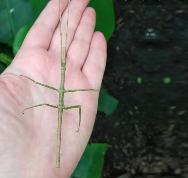 Нашествие пауков-гигантов, скорпионов, ящериц и тарантулов в Бресте. Приходи на выставку «Опасные и прекрасные» в кинотеатре «Беларусь»