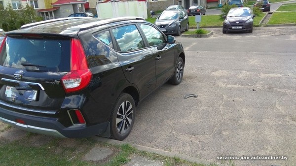 Собаки — это понятно. А посмотрите, что с машиной может сделать кот