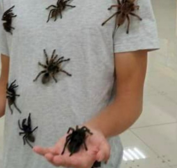 Нашествие пауков-гигантов, скорпионов, ящериц и тарантулов в Бресте. Приходи на выставку «Опасные и прекрасные» в кинотеатре «Беларусь»