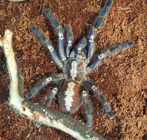 Нашествие пауков-гигантов, скорпионов, ящериц и тарантулов в Бресте. Приходи на выставку «Опасные и прекрасные» в кинотеатре «Беларусь»