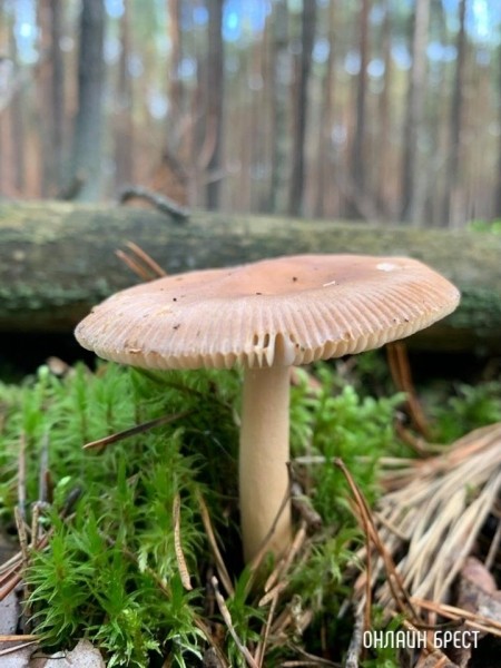 Читатель: Где вы находите грибы? Это всё, что мне попалось :)
Читатель: Где вы находите грибы? Это всё, что мне попалось :)