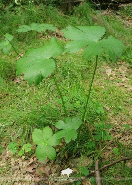 Исчезающий вид растения спасают в Беловежской пуще