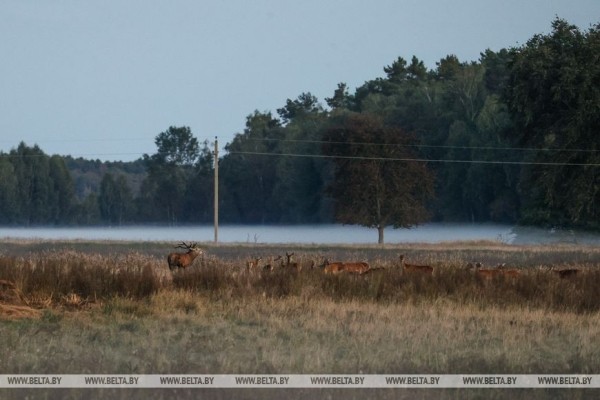 Рев оленей и бардовские песни у костра: послушать осень позвали туристов в Беловежской пуще