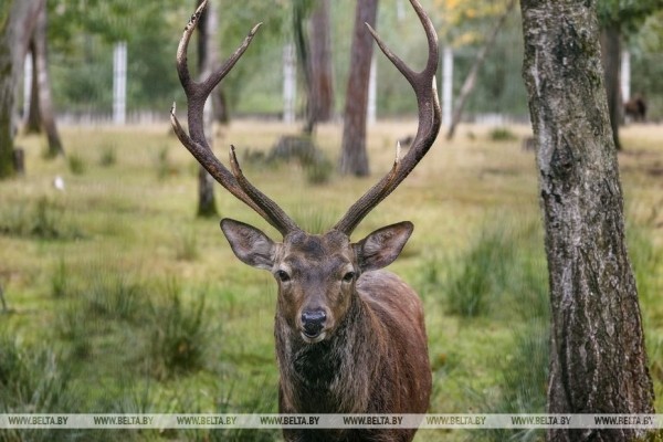 Рев оленей и бардовские песни у костра: послушать осень позвали туристов в Беловежской пуще